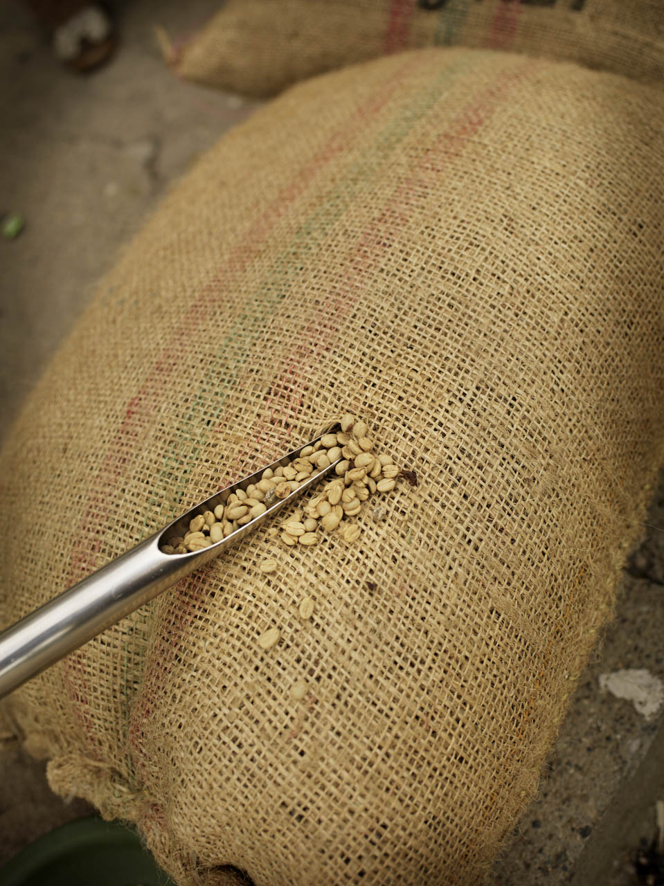Muestreo de café verde con calador sobre saco de exportación colombiano
