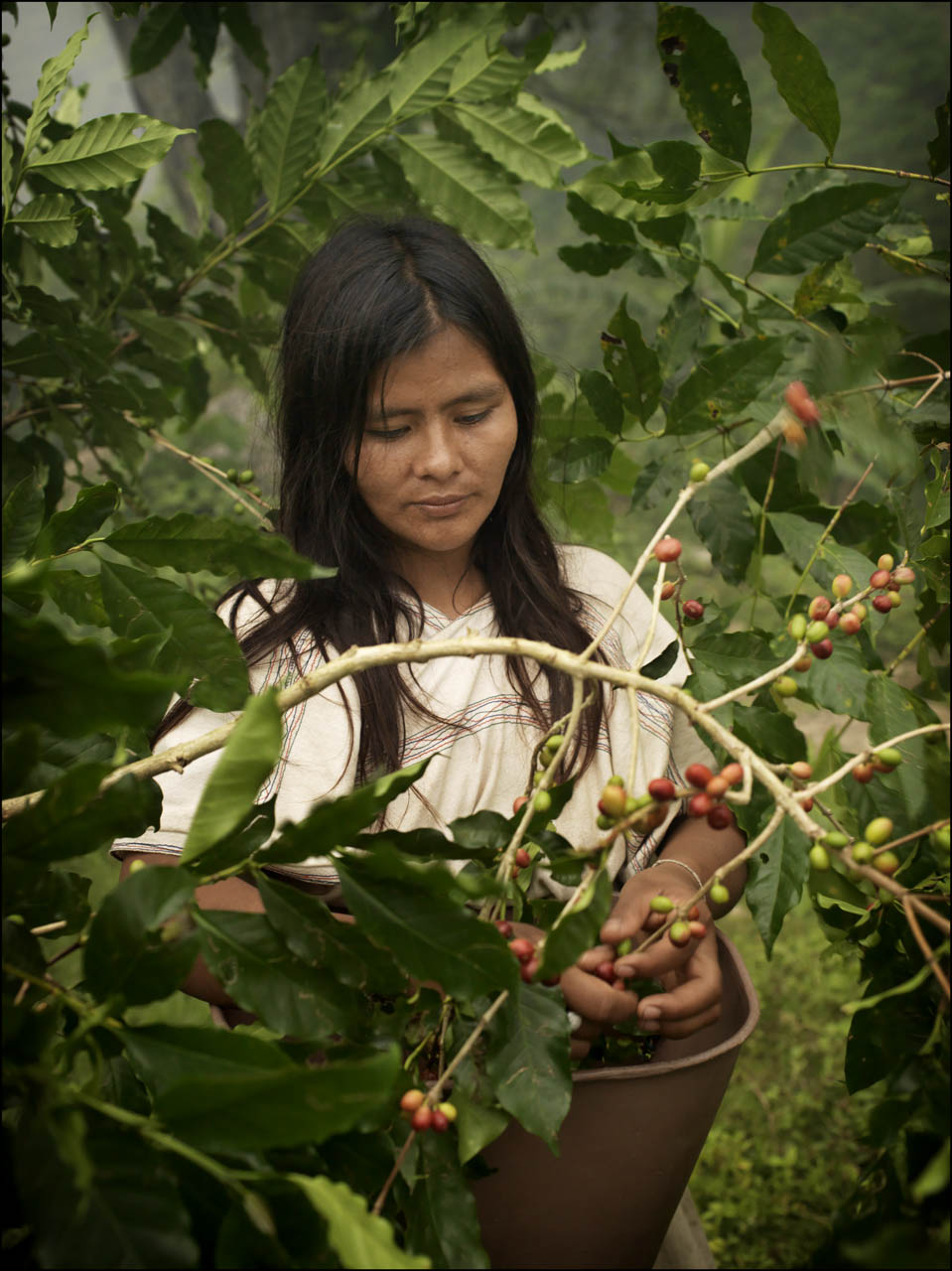 Recolección manual de cerezas de café maduras en la Sierra Nevada de Santa Marta