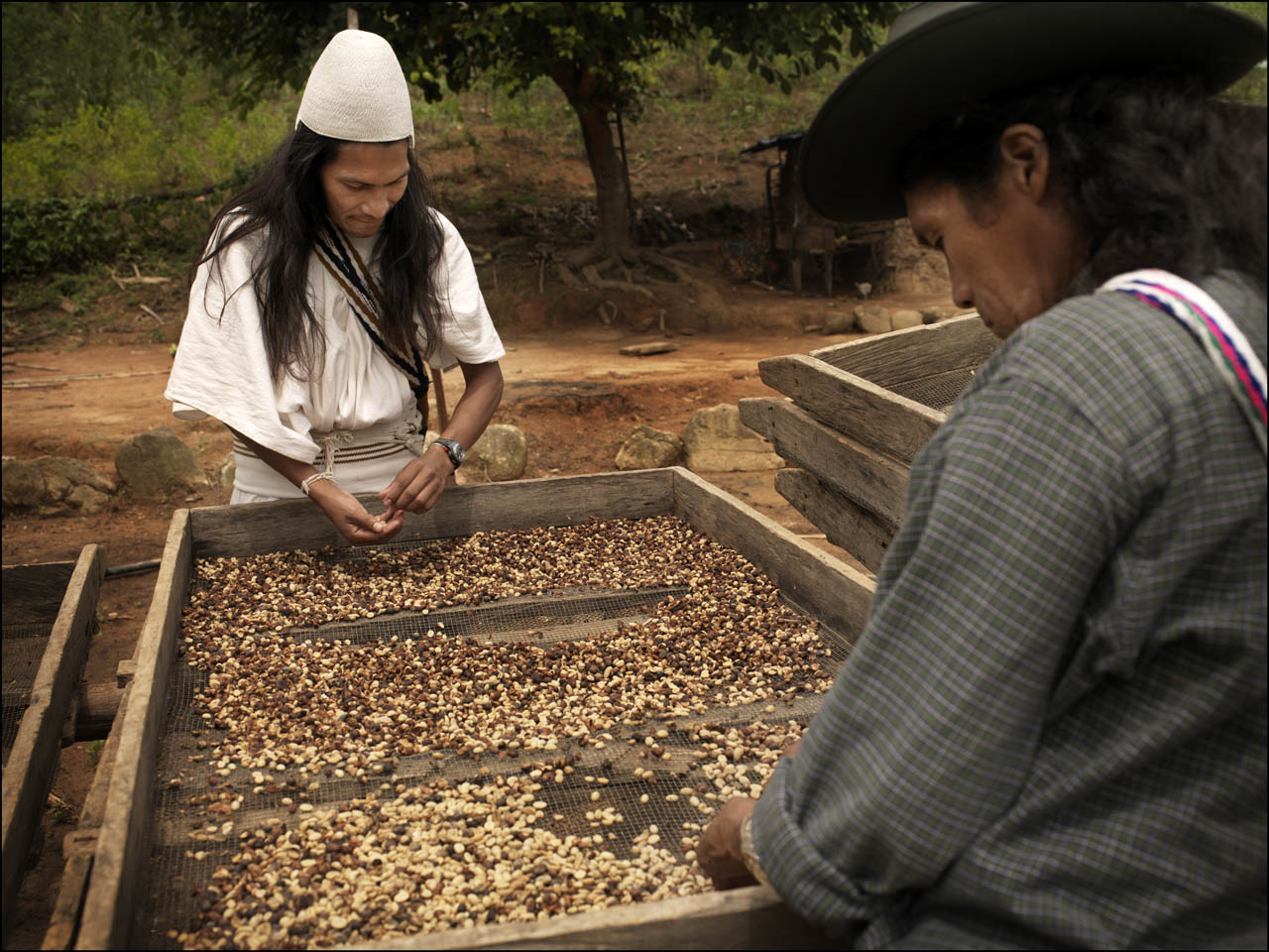 Secado y selección de café en camas de madera